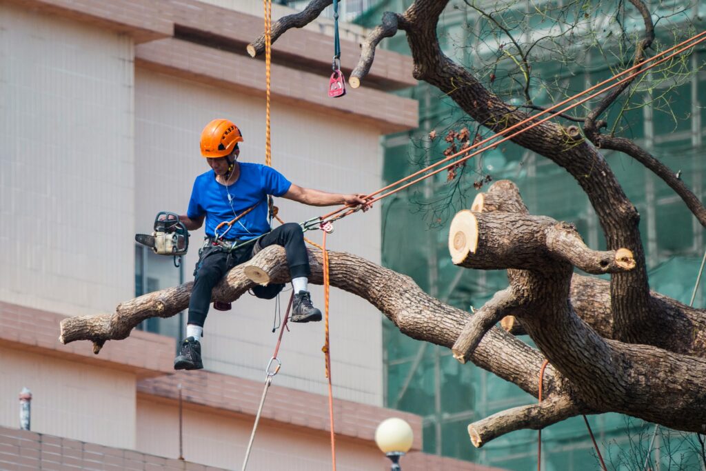 Tree maintenance